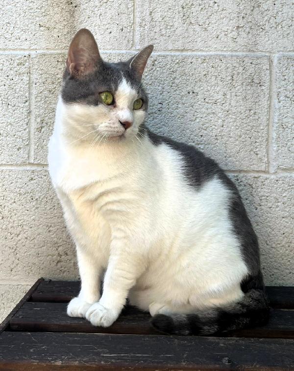 AKIRA DOLCE GATTINA  Foto 6